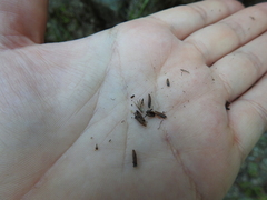 Monardella purpurea