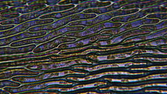 Scleropodium obtusifolium