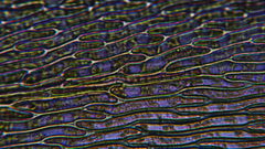 Scleropodium obtusifolium