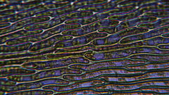 Scleropodium obtusifolium