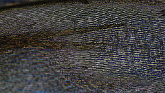 Scleropodium obtusifolium