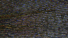 Scleropodium obtusifolium