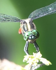 Onychothemis abnormis