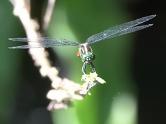Onychothemis abnormis