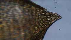 Scleropodium obtusifolium