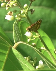 Taractrocera luzonensis