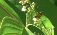 Taractrocera luzonensis