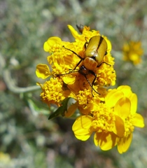 Nemognatha scutellaris