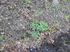 Angelica californica