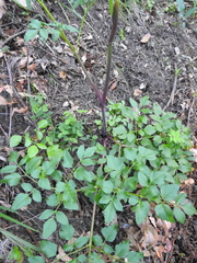 Angelica californica
