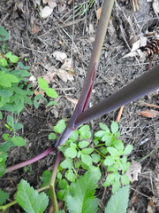 Angelica californica