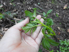Angelica californica