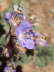 Phacelia longipes
