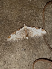 Eupithecia ravocostaliata