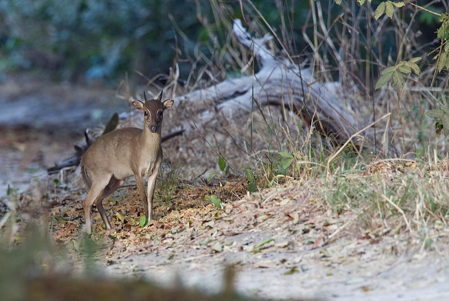 Maxwell's Duiker