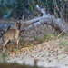 Maxwell's Duiker - Photo (c) Paul Cools, some rights reserved (CC BY-NC), uploaded by Paul Cools