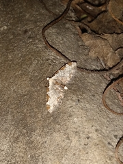 Eupithecia ravocostaliata