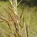 Thatching Grass - Photo (c) Scott W. Gavins, some rights reserved (CC BY-NC), uploaded by Scott W. Gavins