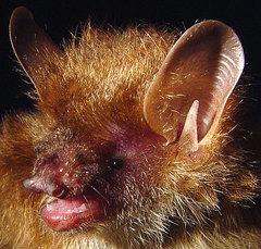 Taiwanese Tube-Nosed Bat photo 3