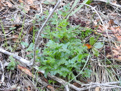 Tauschia kelloggii
