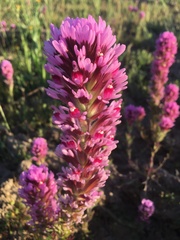 Castilleja exserta