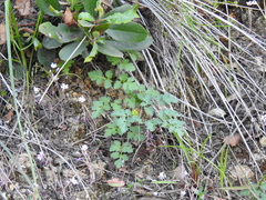 Tauschia kelloggii