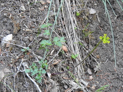 Tauschia kelloggii
