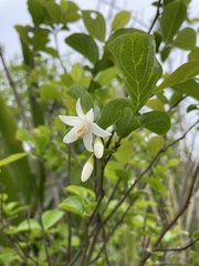 Styrax matsumuraei