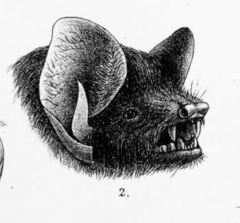 Lesser Hairy-Winged Bat photo 5