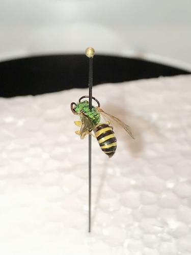 Silky Striped Sweat Bee photo 5