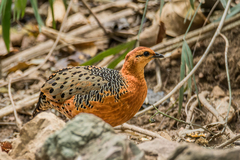 Caloperdix oculeus oculeus