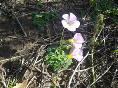 Oxalis commutata commutata
