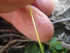 Oxalis commutata commutata