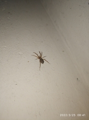 Mesiotelus