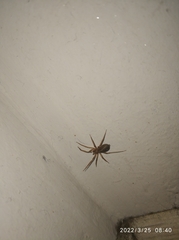 Mesiotelus