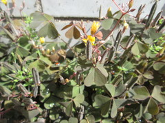 Oxalis corniculata