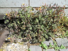 Oxalis corniculata