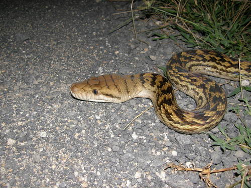 Australian Scrub Python sighting