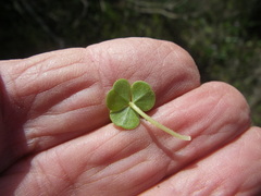 Oxalis commutata commutata