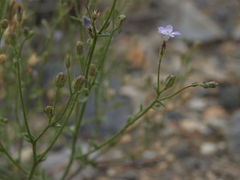 Gilia sinuata