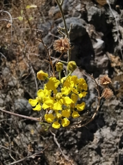 Echinopterys eglandulosa