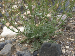 Gilia sinuata