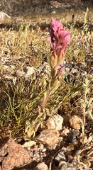 Castilleja exserta
