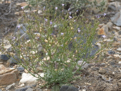 Gilia sinuata
