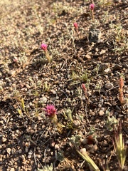 Castilleja exserta