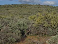 Erythranthe carsonensis