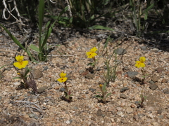 Erythranthe carsonensis
