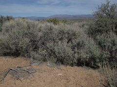 Erythranthe carsonensis