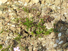 Monardella purpurea
