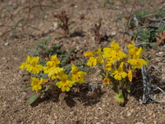 Erythranthe carsonensis